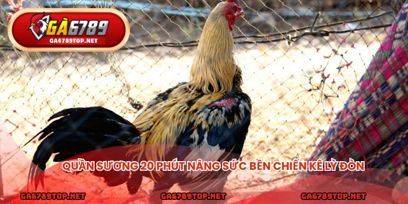 Quần sương 20 phút nâng sức bền chiến kê lỳ đòn