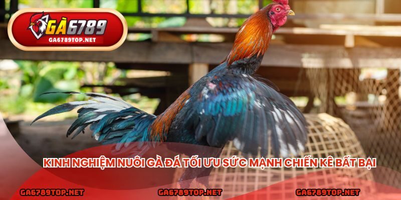 Kinh nghiệm nuôi gà đá tối ưu sức mạnh chiến kê bất bại