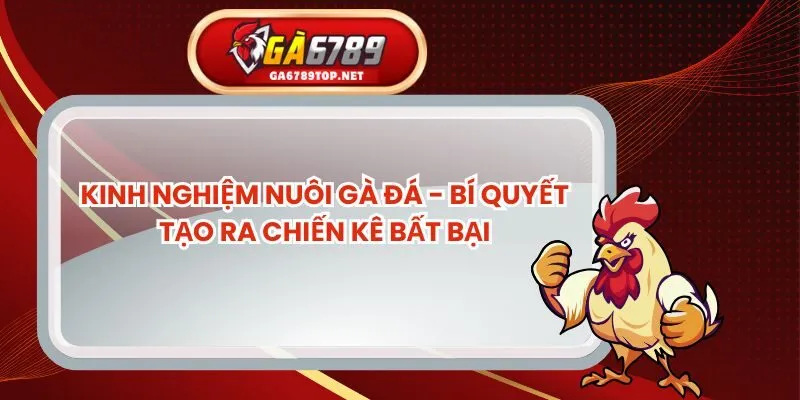 Kinh Nghiệm Nuôi Gà Đá - Bí Quyết Tạo Ra Chiến Kê Bất Bại