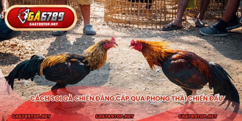 Cách soi gà chiến đẳng cấp qua phong thái chiến đấu