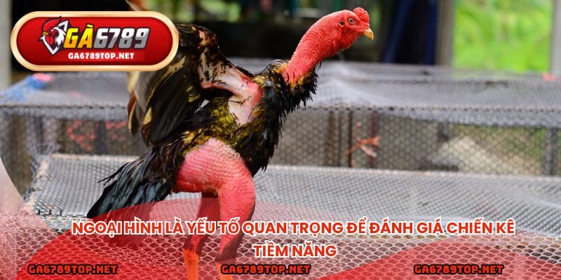 Ngoại hình là yếu tố quan trọng để đánh giá chiến kê tiềm năng