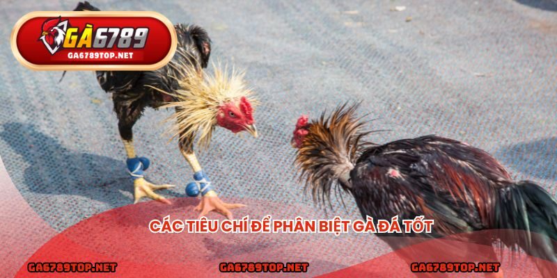 Các tiêu chí để phân biệt gà đá tốt