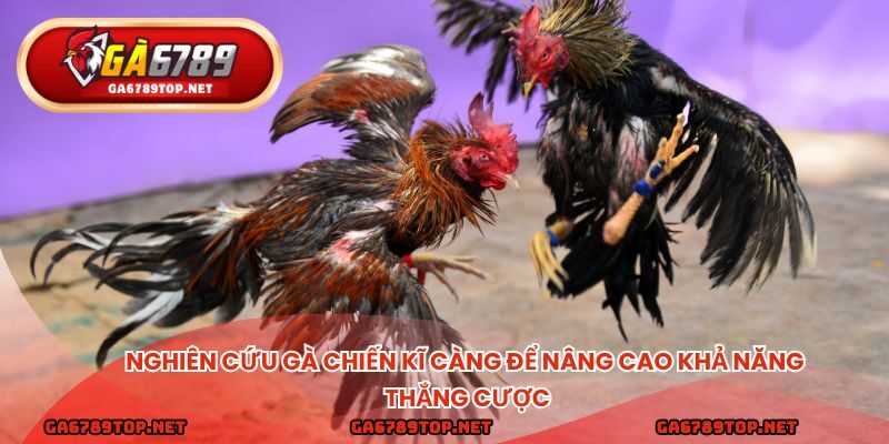 Nghiên cứu gà chiến kĩ càng để nâng cao khả năng thắng cược
