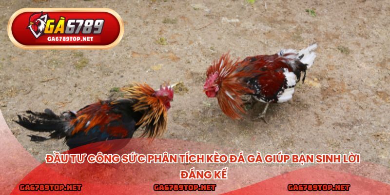 Đầu tư công sức phân tích kèo đá gà giúp bạn sinh lời đáng kể