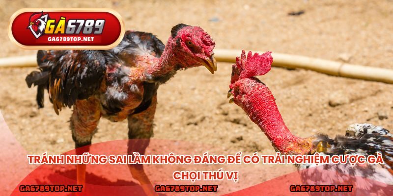 Tránh những sai lầm không đáng để có trải nghiệm cược gà chọi thú vị
