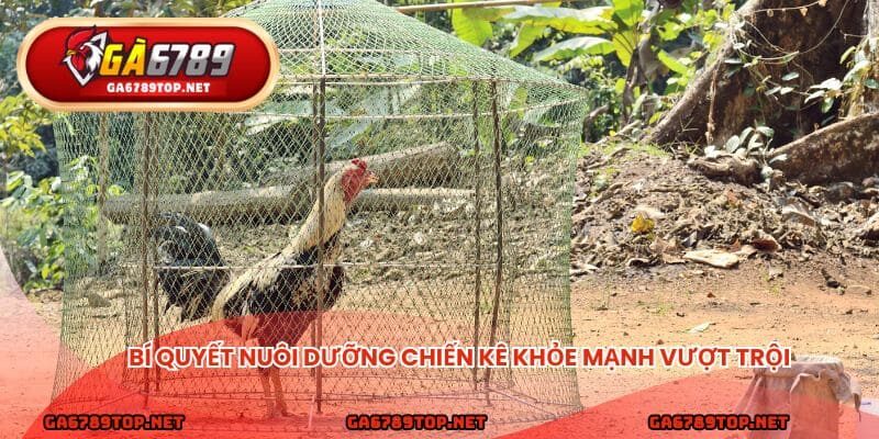 Bí quyết nuôi dưỡng chiến kê khỏe mạnh vượt trội