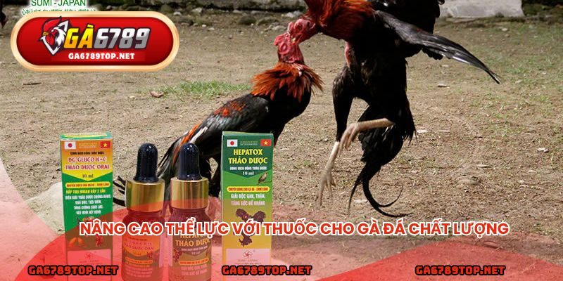 Nâng cao thể lực với thuốc cho gà đá chất lượng