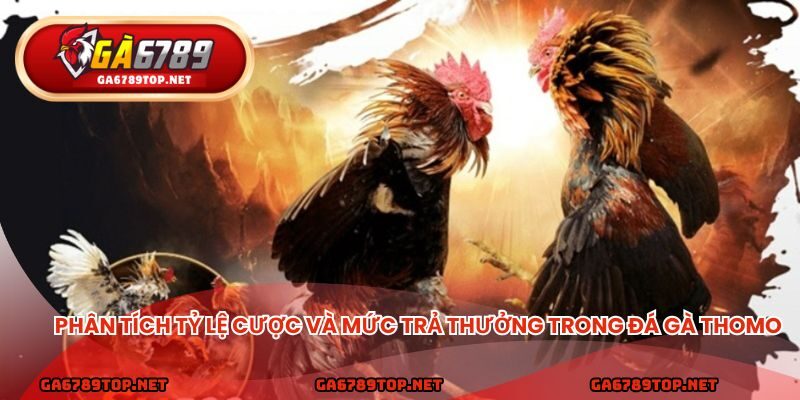 Phân tích tỷ lệ cược và mức trả thưởng trong đá gà Thomo