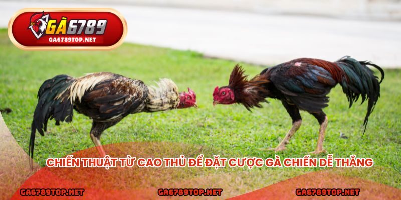 Chiến thuật từ cao thủ để đặt cược gà chiến dễ thắng
