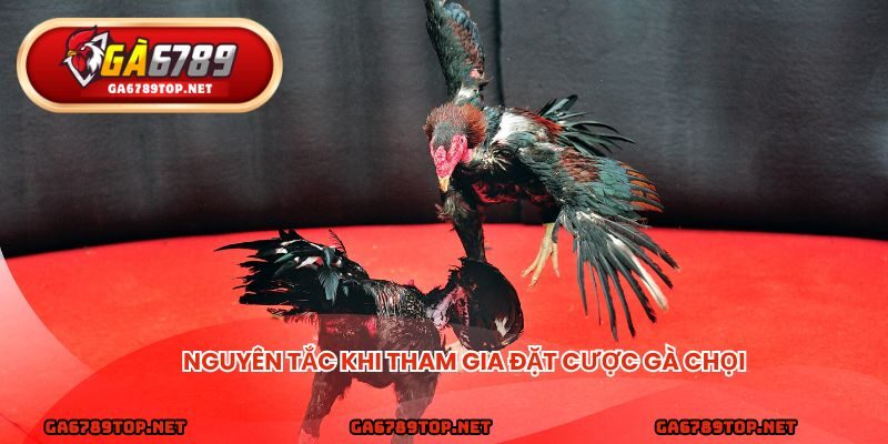 Nguyên tắc khi tham gia đặt cược gà chọi