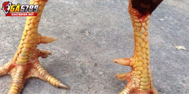 Vảy Nội Hoa Đăng Là Gì? – Khái Niệm Cần Biết Trước Khi Chọn Kê