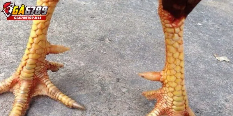 Vảy Nội Hoa Đăng Là Gì? – Khái Niệm Cần Biết Trước Khi Chọn Kê