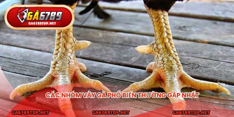 Các nhóm vảy gà phổ biến thường gặp nhất