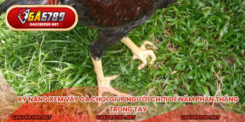 Kỹ năng xem vảy gà chọi giúp người chơi dễ nắm phần thắng trong tay