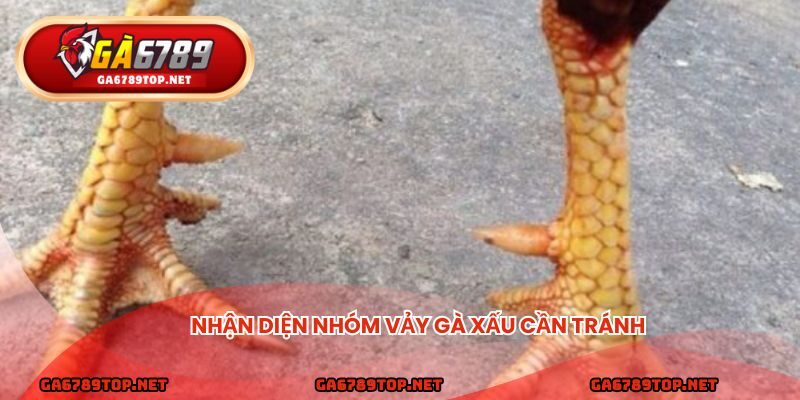 Nhận diện nhóm vảy gà xấu cần tránh